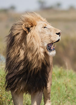 Kilombero-North-Safaris-lion