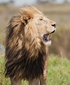 Kilombero-North-Safaris-lion
