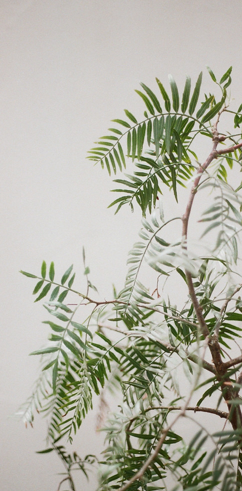 Image by Archie Coppen