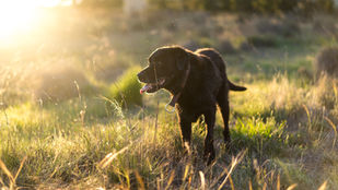 Barney the dog inspires HAWL sheep farmer to use homeopathy