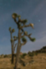 Joshua Tree National Park Dark Sky park