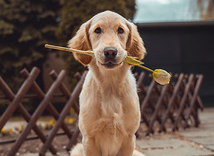 Image by Richard Brutyo