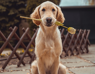Hundeschule Ottensen Flitzpiepe Hamburg Altona