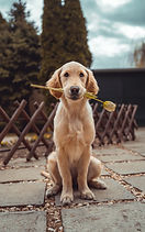 Image by Richard Brutyo