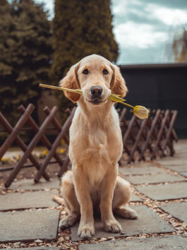 The Case Against Pet Ownership