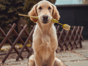 Childhood Grief in the Face of the Loss of a Pet