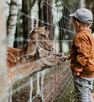 Image by Daiga Ellaby