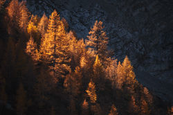 Image de Luca Bravo