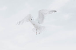 Image by Adrien Olichon