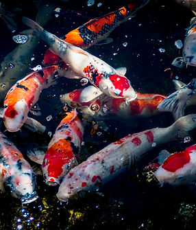 Image by Kumiko SHIMIZU