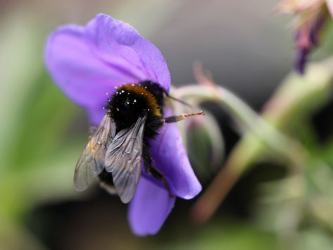 Why Are Bees So Important to the Environment?