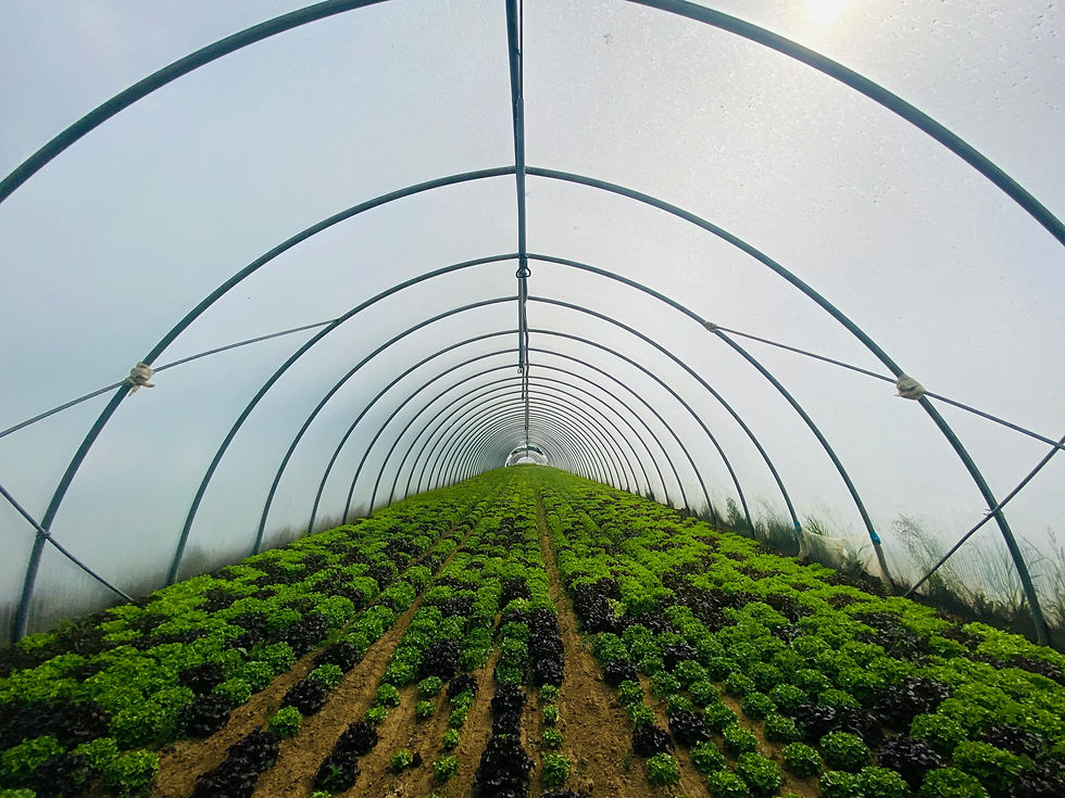 Image by Paolo Chiabrando