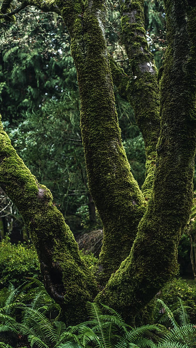 Image by Tj Holowaychuk