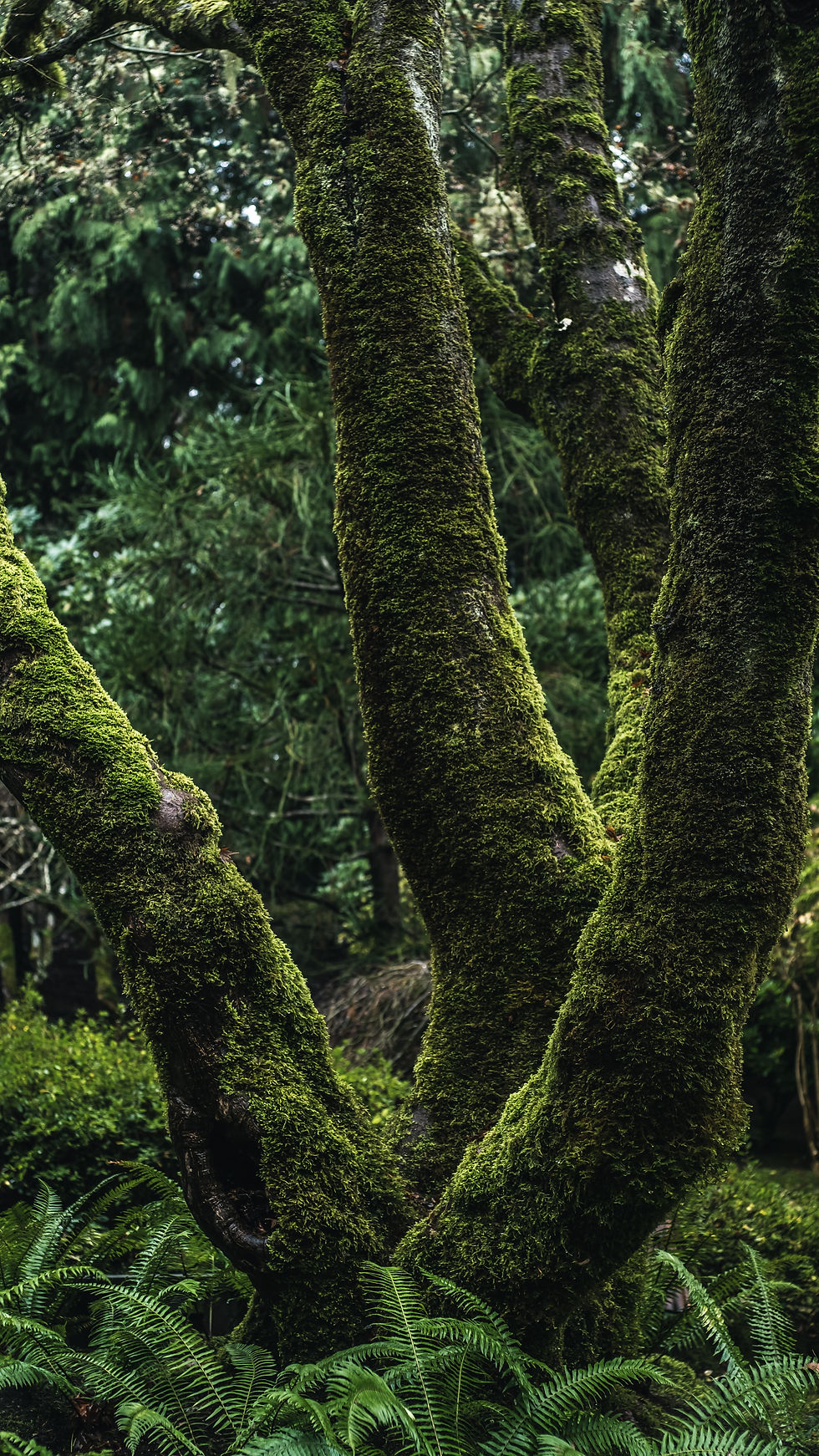 Image by Tj Holowaychuk