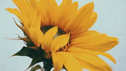 Image by Lucas