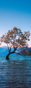 Lone tree standing in Lake Wānaka with mountains behind
