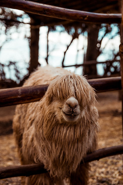 Image by Adrian Dascal