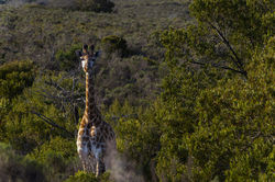 Image by Thierry Grossglauser