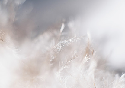 Image by Evie S.