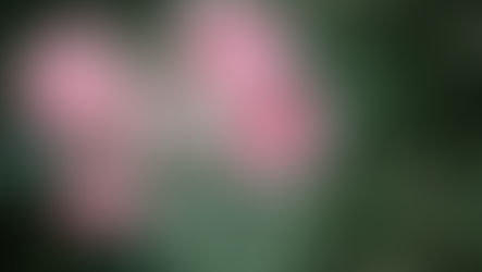 完全無農薬のバラをどう活用するか？