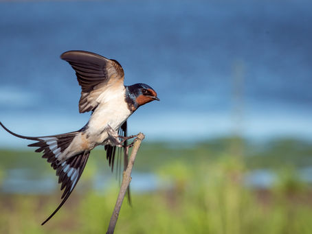 Summer Stakes: Take flight with this course-winning swallow at 16/1