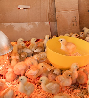 Image de Zoe Richardson