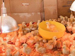 Governo prioriza carne de frango para destravar exportações à União Europeia