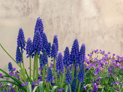 The Beauty Way-Spring Day Retreat
