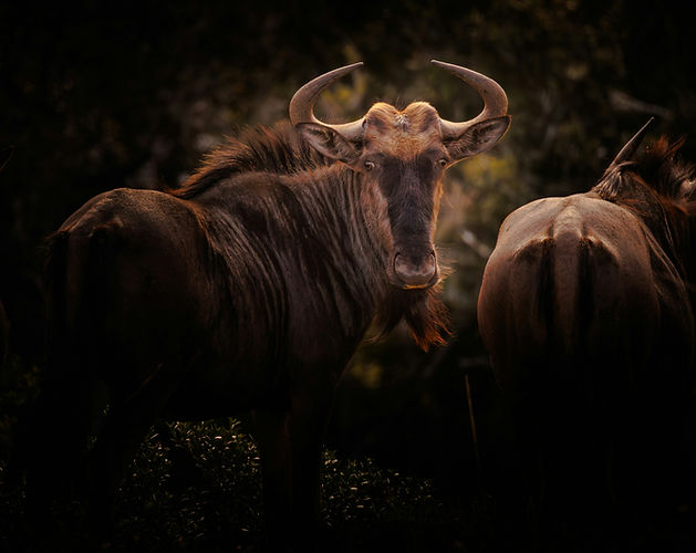 Image by Charl Durand