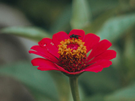 Soal SAS ASAS PSAS Pendidikan Pancasila SMP Kelas 8 Semester 1 Tahun 2025