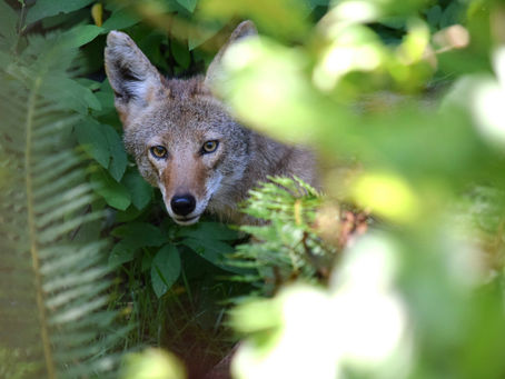 Coyote's Plastic Jar Predicament Ends with Rescue