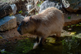 capybara