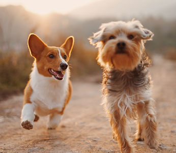 2 happy dogs running on a dirt trail in the mountains