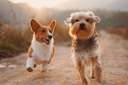 Two dogs running joyfully on a dirt path at sunset, with a blurry background of fields and hills. Warm tones and lively mood.