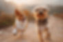 Petpals Romsey Celebrates 10 Years Of Wagging Tails