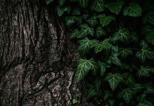 Image by Bogdan Locovei