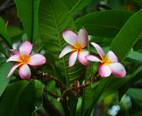 Image by Ariana Kaminski