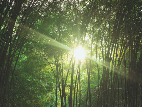 Bamboo: A Sustainable Savior for Our Planet