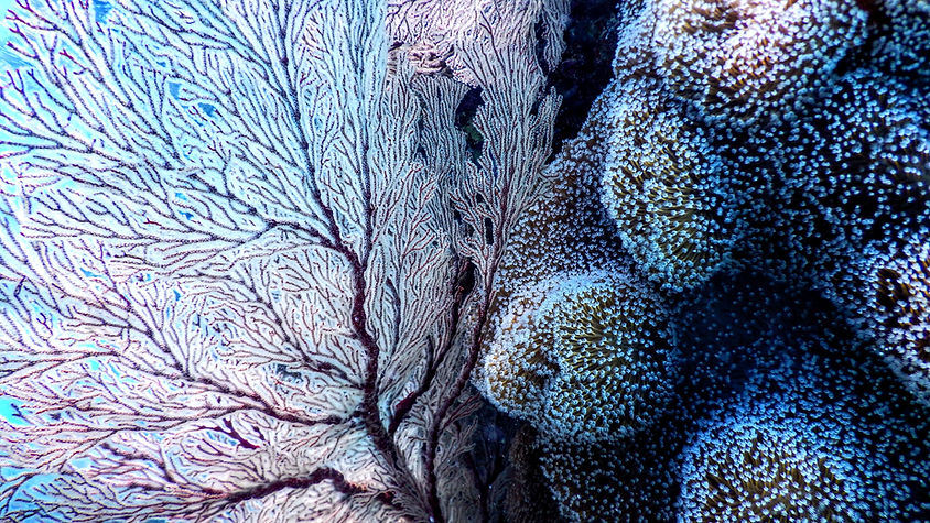 Image by Tomoe Steineck