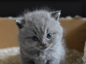 junge baby katze in einem katzenklo karton