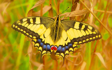Image by Krzysztof Niewolny