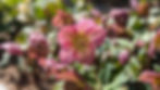 Pink flowered hellebores
