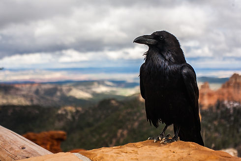 Image by Tyler Quiring