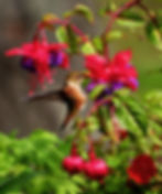 FREE NATURE DAY EVENT - Hummingbird & Butterfly Gardening Seminar