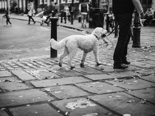 Why You Should Consider Hiring a Dog Walker