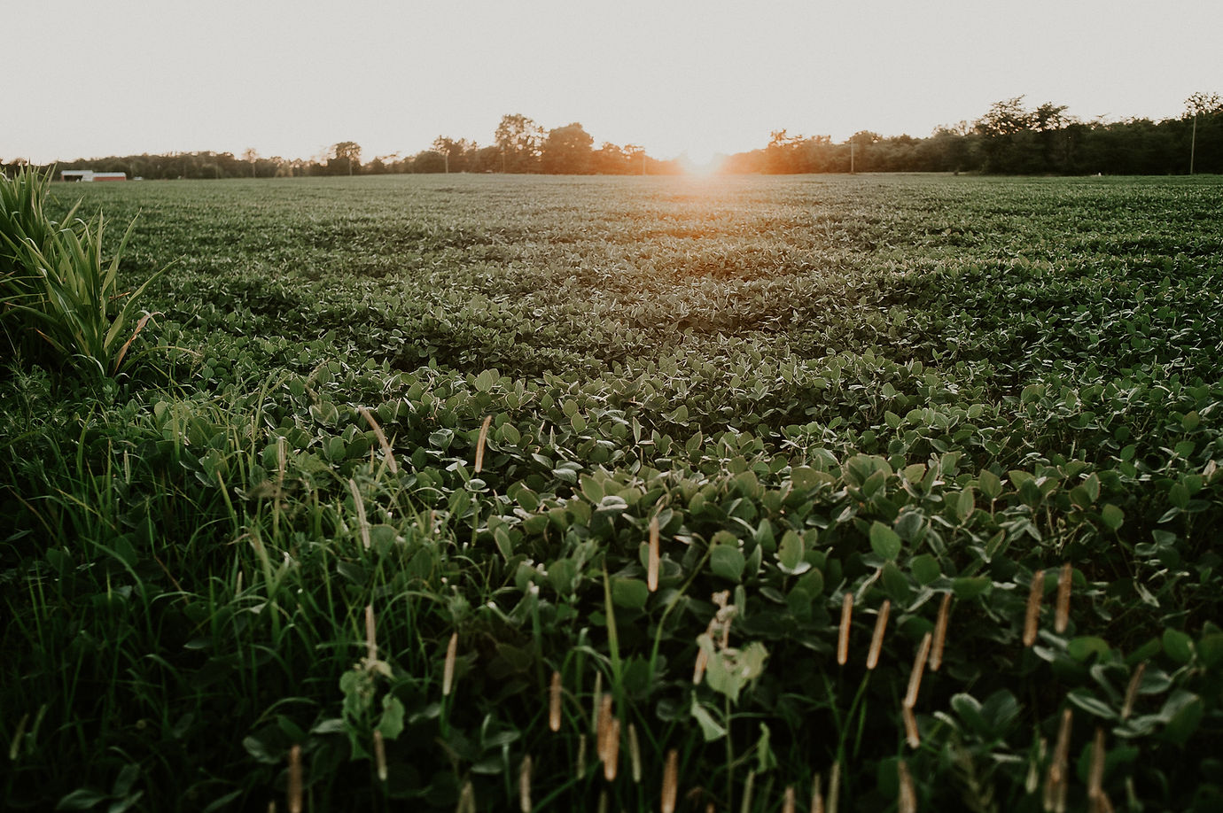 Image by Meredith Petrick