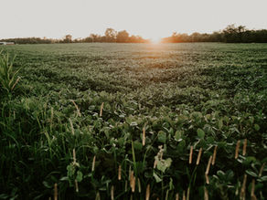 Two-Spotted Spider Mites in 2021 in Minnesota Crops?