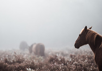Image by Annie Spratt