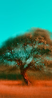 Image by Jr Korpa