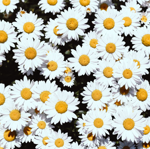 הדרך הקלה להגדלת ההכנסות